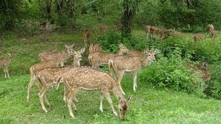 preview picture of video 'Deers in  Rock Creek Regional Park , Եղնիկների  ընտանիքը , Олени в Американском парке'