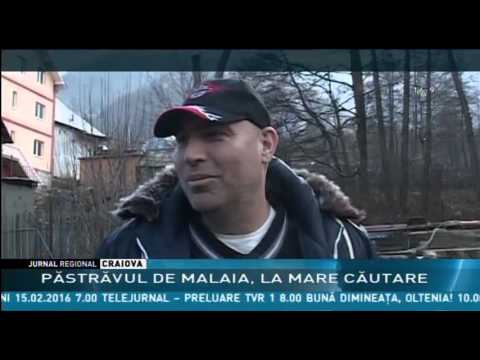 PĂSTRĂVUL DE MALAIA, LA MARE CĂUTARE