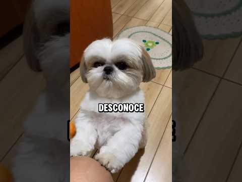 5 Things Most People Don't Know About Shih Tzus #dogs #shihtzu