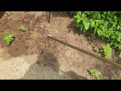 Ant Hills Throughout the Landscape in Shrewsbury, NJ