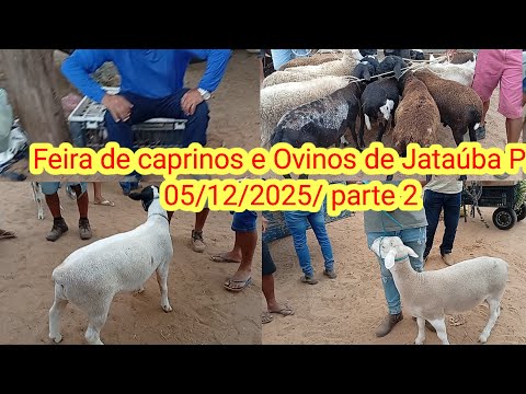 Feira de caprinos e Ovinos de Jataúba PE 05/12/2025/ parte 2