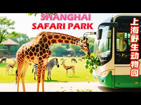 Wonderful Adventures in China Zoo！Shanghai Wildlife Park Walk Tour