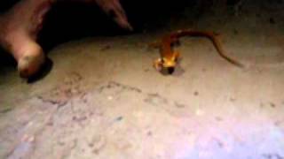 Cave Salamander.AVI