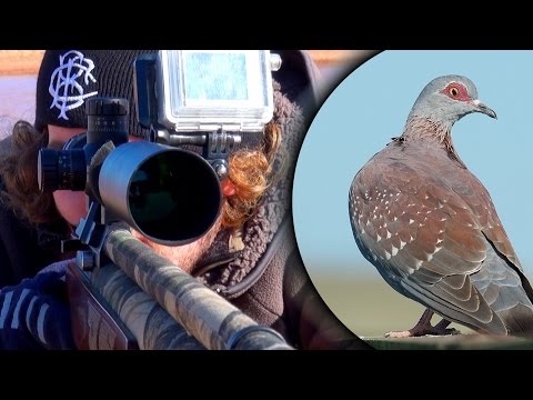download lagu mp3 mp4 Dove And Pigeon Hunting In South Africa, download lagu Dove And Pigeon Hunting In South Africa gratis, unduh video klip Dove And Pigeon Hunting In South Africa