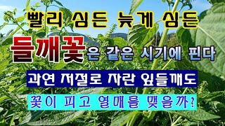 [텃밭농부 1,668]  일찍 심든 늦게 심든 들깨꽃은 같은 시기에 피고, 잎들깨도 열매는 열린다. #들깨재…