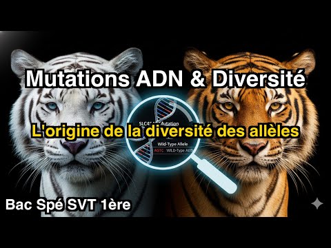 Mutations et variabilité