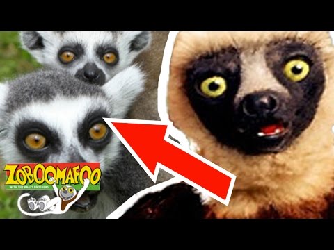 🐒 Zoboomafoo🐒 Season 1 Episode 5 - Happy Lemur Day | HD | Full Episode