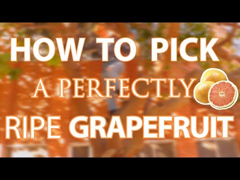 Four things to look for when buying a grapefruit to pick a ripe one