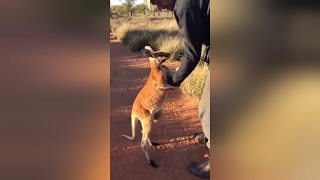Watch This Clingy Orphaned Kangaroo Refuse To Let Go Of His Rescuer