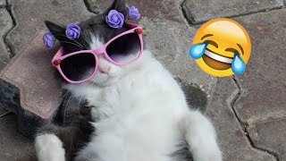 Hilarious Animal Moments You Can’t Stop Watching!