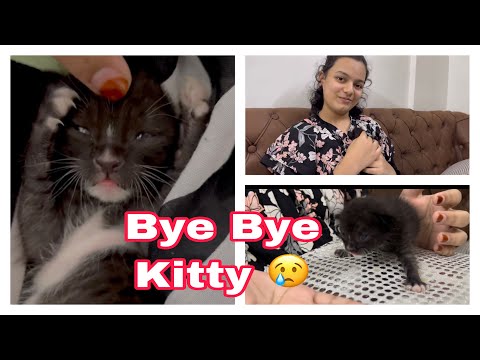 Bye Bye kitty 😢#meenazfam #viral #pets #vlog