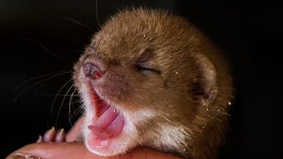 How Animals Sleep 💤 🦊🦉🐾 🐇 | Discover Wildlife | Robert E Fuller