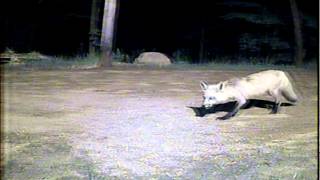 Fox Hunting Raccoon