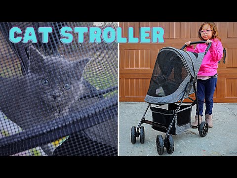 We Bought a Pet Stroller for our New Cat!