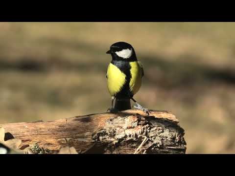 CARBONERO COMÚN | GREAT TIT | Parus major
