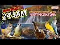 8 MASTERAN AMPUH MUDAH DITIRU UNTUK BURUNG FIGHTER 24 JAM NONSTOP ️