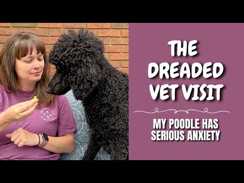 The Dreaded Vet Visit