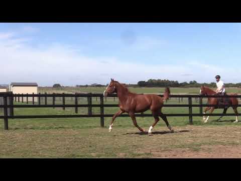 Lot 248 Orlando Vici Fra / Class Of Her Own