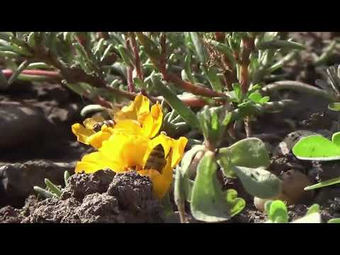 Mark Knopfler, Time Will End All Sorrow, Bonus Track