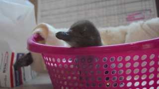 World Oceans Day message from SANCCOB