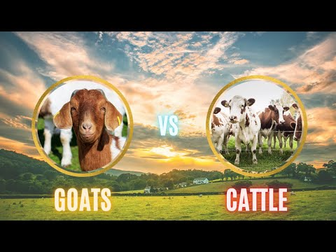 , title : 'Goats vs Cattle: Which is More Profitable to Raise, Cattle or Goats?'
