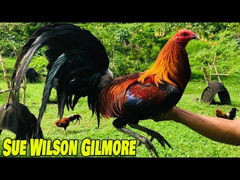 Beautiful Sue Wilson Gilmore Hatch Grey Sweater Hulsey Lemon - BJ LUNAO FARM Hernani Boy Jimenez