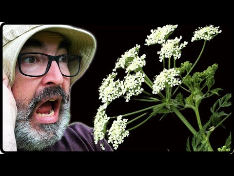 Poison Hemlock Alert! How to Safely Control Flowering Hemlock☠️🌼