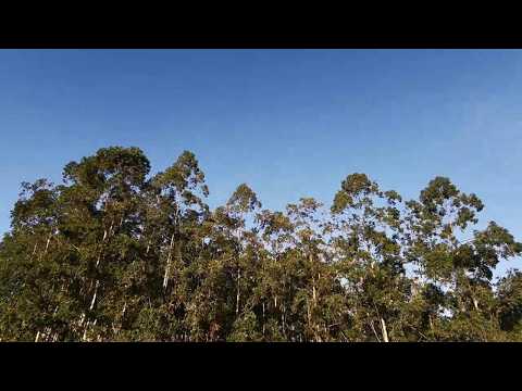 EUCALIPTOS-POSTO - CORDEIRO/RJ