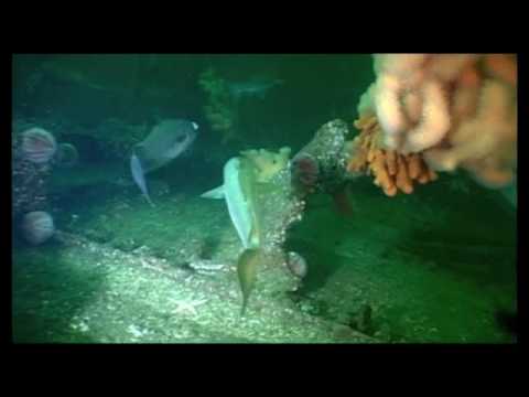 Wracktauchen, S/S Blaafjeld, S/S Sekstant, S/S Nerva, in Mittelnorwegen, Nærøy,Norwegen