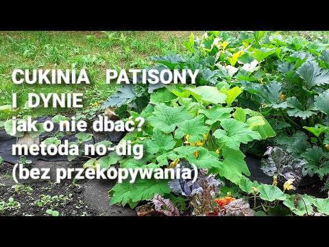 , title : 'Cukinia, patisony i dynie - jak o nie dbać, metoda no-dig (bez przekopywania)'