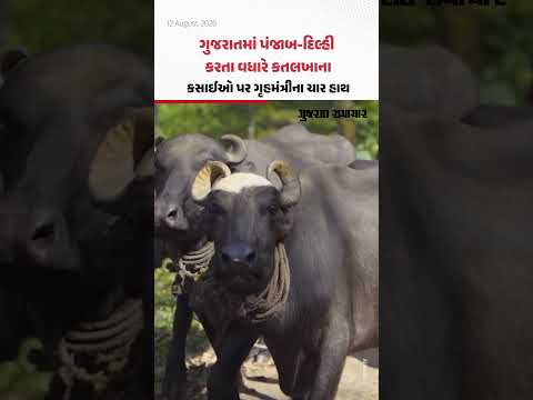 Gujaratમાં પંજાબ-દિલ્હી કરતા વધારે કતલખાના, કસાઈઓ પર ગૃહમંત્રીના ચાર Gujaratમાં પંજાબ-દિલ્હી કરતા વધારે કતલખાના, કસાઈઓ પર ગૃહમંત્રીના ચાર