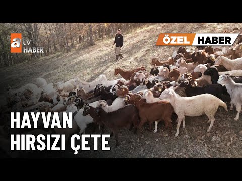 ÖZEL HABER – Alıcı gibi gelip hayvanlarını çaldılar - atv Ana Haber 3 Kasım 2025