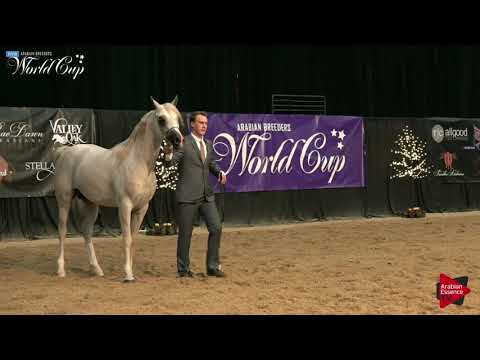 N.151 NAMARO MAYYAS - LAS VEGAS 2019 - Arabian World Cup Junior Stallions (Class 123).mp4