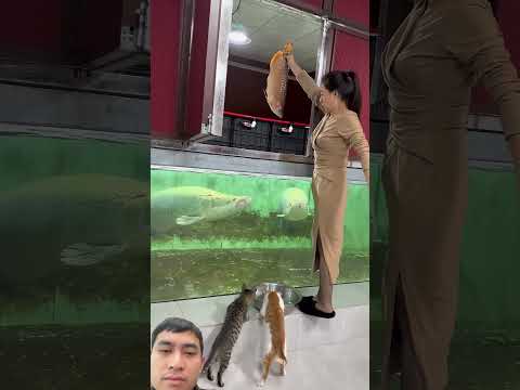 ให้อาหารช่อนอเมซอน #animals #short #animals #shorts #ปลา #ตาเมือนธม