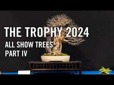 Bonsai Trophy 2024 Belgium, all show trees part 4