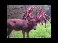 Buck Sheds Antlers || ViralHog