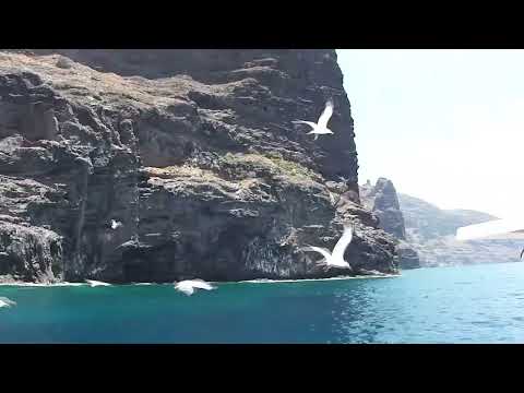 Boat trip from Masca to Los Gigantes #tenerife #masca #boattrip #seagull