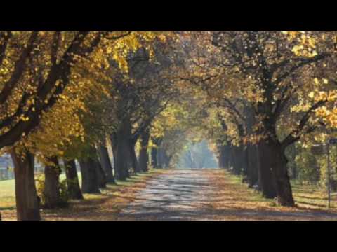 Lối xưa - Ngọc Quy