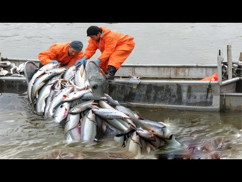 Amazing Fishing Net Catch Giant Fish On River - Awesome Catching Hundreds of Tons of Salmon On Boat