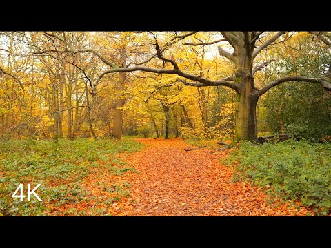 Walk in the Rain, Autumn forest, Binaural Rain and forest sounds to Relax and sleep, ASMR