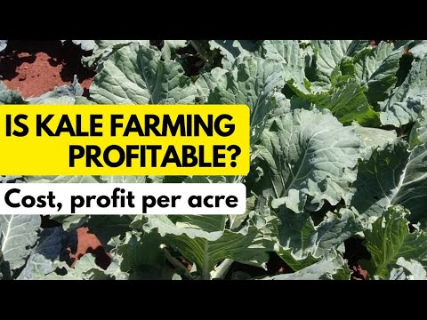 The Truth about Sukumawiki Farming | Cost of kales farming in Kenya