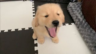 Golden retriever puppy, sitting practice