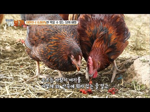 , title : '사료 없이 키우는 자이언트 토종닭! [황수경의 생활보감] 32회 20171111'