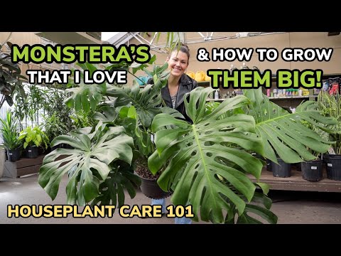 BEST Monstera & Growing Them BIG! Monstera Care Light, Repotting, Soil, Water - Houseplant Care 101
