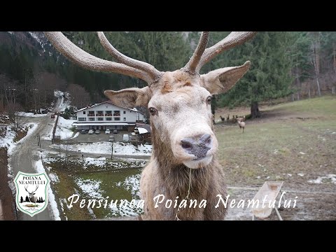 Pensiunea Poiana Neamtului | Valea Avrigului - Sibiu