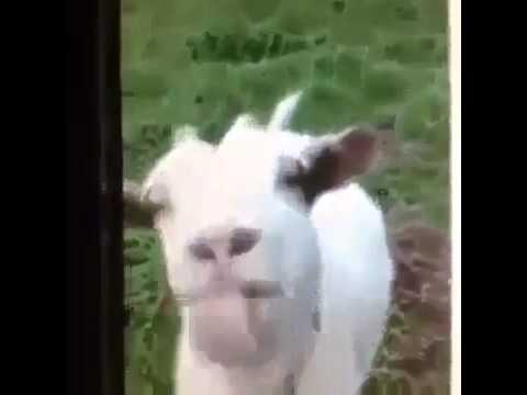 , title : 'Vicces kecske funny goat'