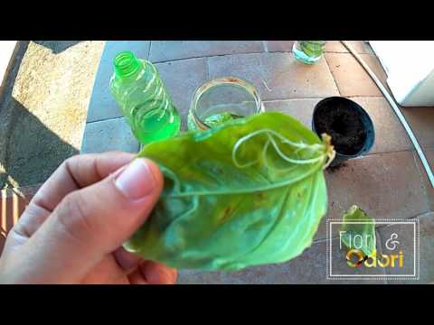 Thumb pops comuni Anna kurkurina esercizi per le articolazioni
