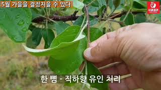 [사과재배] 5월 중순 핵심사항/시비/방제 대상 약제(안)