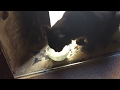 Feeding Ninu The Cat