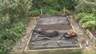 A Look Back at 2012 in Titli's Busy Garden